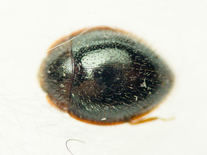 Agaricophilus reflexus Motschulsky, 1838